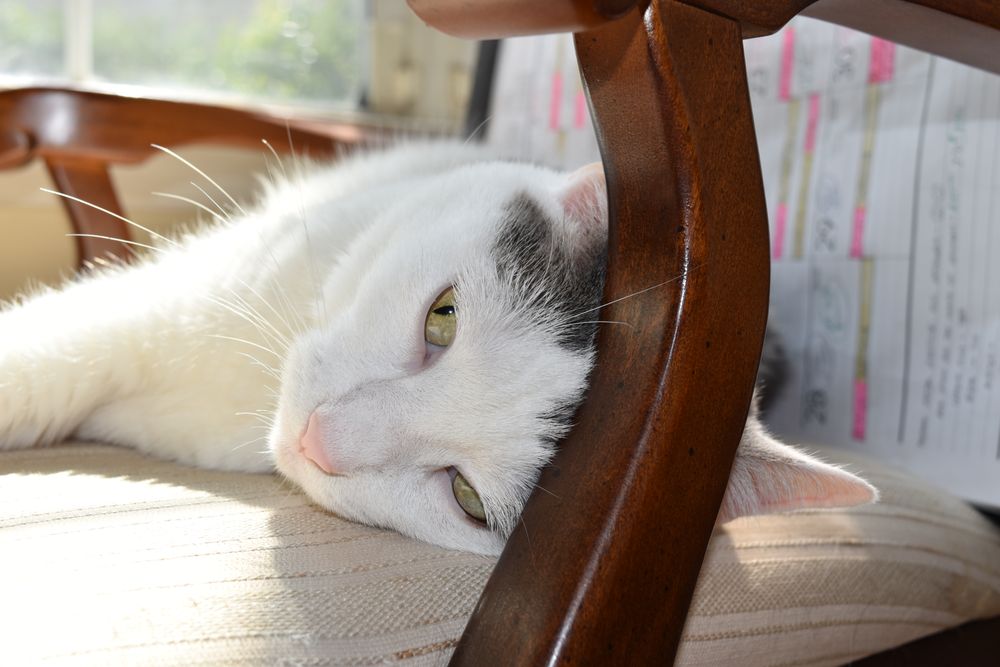 RED BANK VETERINARY HOSPITAL with 117 real customer photos Updated