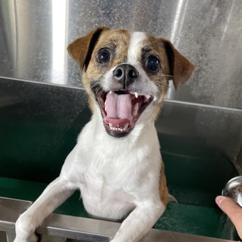 Los Doggos - Pet Groomers Near Me Los Doggos - Pet Groomers Near Me