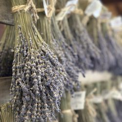 Casa de Fruta - Lavender