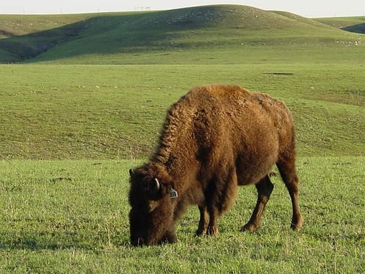 Konza Prairie Biological Station by null
