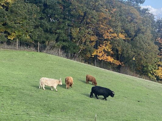 Youngberg Hill Inn & Winery by null