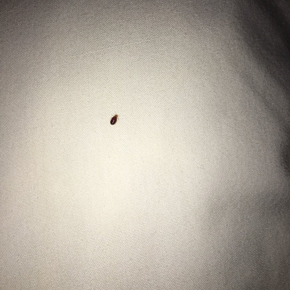 Motel 6 - Bug 2 alive - Hotels Near Me - White House, Tennessee