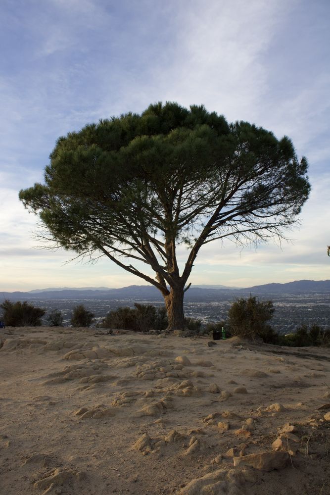WISDOM TREE - Updated July 2026 - 191 Photos & 33 Reviews - 4730 ...