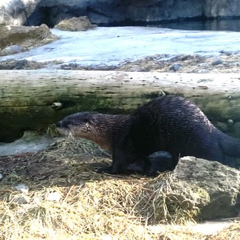High Desert Museum - Active otter - Museums Near Me - Bend, Oregon