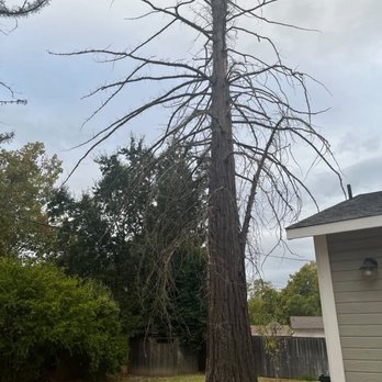 J Donis Tree Service - dead red wood hanging over our house - Tree Services Near Me J Donis Tree Service - dead red wood hanging over our house - Tree Services Near Me