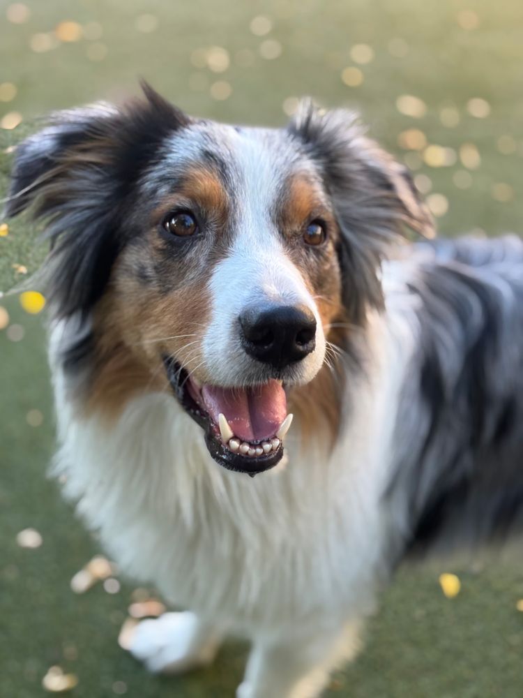 Barley's Canine Recreation Center