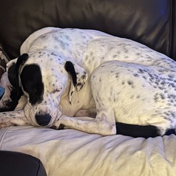 Allivet - Very uncomfortable - Pet Stores Near Me - Miami Lakes, Florida