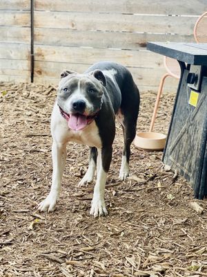 Neighbors Dog Park & Cafe by null