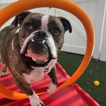 Camp Bow Wow - Water Park Wednesdays! - Pet Training Near Me - Montgomery, Alabama