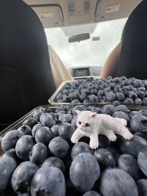 Sweet Berry Farm by null