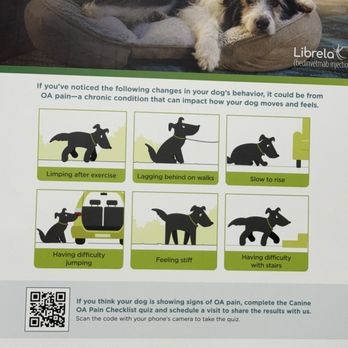 Jam Veterinary Services - Pain in your dog's body? - Veterinarians Near Me - Pahrump, Nevada