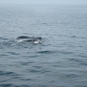 Hyannis Whale Watcher Cruises - Whale Tale - Whale Watching Tours Near Me - Barnstable, Massachusetts Hyannis Whale Watcher Cruises - Whale Tale - Whale Watching Tours Near Me - Barnstable, Massachusetts
