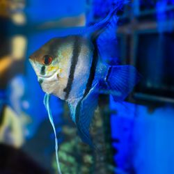 William V. Dougherty III, DDS - Falls Church Dentist - William V. Dougherty III, DDS - Falls Church Dentist - Flossy the fish-