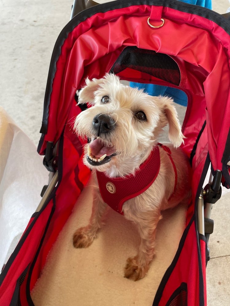 AFFORDABLE VET CARE Updated September 2024 20 Reviews 2880 Aurora