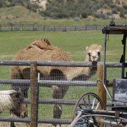 Rancho Grande - Meet Albert the famous Camel, who lives at Rancho Grande