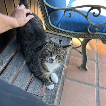 D&K Pet Sitters - Carmen kitty - House Sitters Near Me D&K Pet Sitters - Carmen kitty - House Sitters Near Me