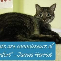 cat hospital quinpool