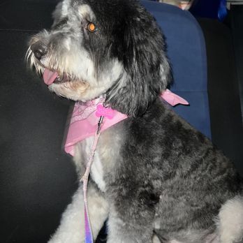 Tailwaggers - Pet Groomers Near Me - Las Vegas, Nevada