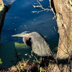 Radnor Lake State Park - Blue heron