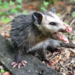 Centurian Wildlife Control - Boca Raton