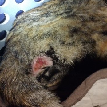 Cottage Pet Hospital - Abcess from fevers after they overdosed her. 8 month old kitten. - Veterinarians Near Me - Anaheim, California Cottage Pet Hospital - Abcess from fevers after they overdosed her. 8 month old kitten. - Veterinarians Near Me - Anaheim, California