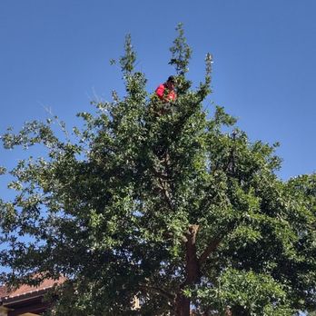 Walmer H Tree Service - Tree Services Near Me