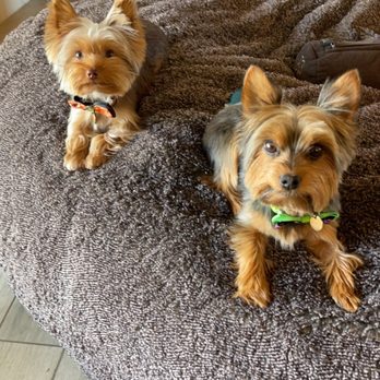Jen's Pet Parlor - Pet Groomers Near Me - Gilbert, Arizona Jen's Pet Parlor - Pet Groomers Near Me - Gilbert, Arizona