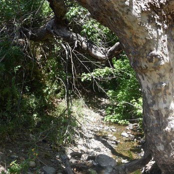 Sunol Regional Wilderness Area - A creek you pass by when you walk up Canyon Trail. - Parks Near Me - Sunol, California Sunol Regional Wilderness Area - A creek you pass by when you walk up Canyon Trail. - Parks Near Me - Sunol, California