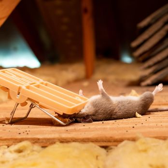 Rodent Proofing - Rat & Mice Removal Services - Pest Control Near Me - San Francisco, California Rodent Proofing - Rat & Mice Removal Services - Pest Control Near Me - San Francisco, California