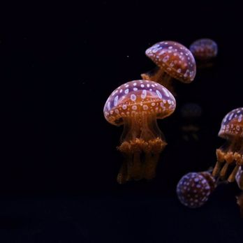 Seattle Aquarium - Jellyfish! - Aquariums Near Me - Seattle, Washington Seattle Aquarium - Jellyfish! - Aquariums Near Me - Seattle, Washington