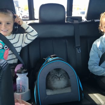 Charodey Siberians - Our 8 hour car ride home and she was a champ! - Pet Breeders Near Me