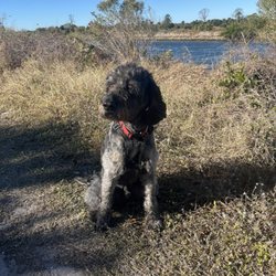 Herrmann Veterinary Clinic - Bogey the wonder dog