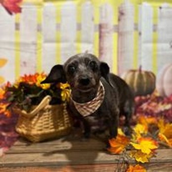 Doggie Styles Day Spa - Pet Groomers Near Me - Beavercreek, Ohio