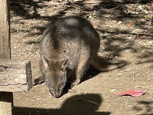 Tasmanian Devil Unzoo by null