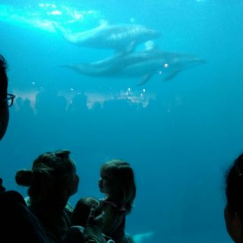 Shedd Aquarium - Aquariums Near Me - Chicago, Illinois