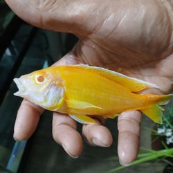 The Big Little Fish Store - Albino sunshine bongo