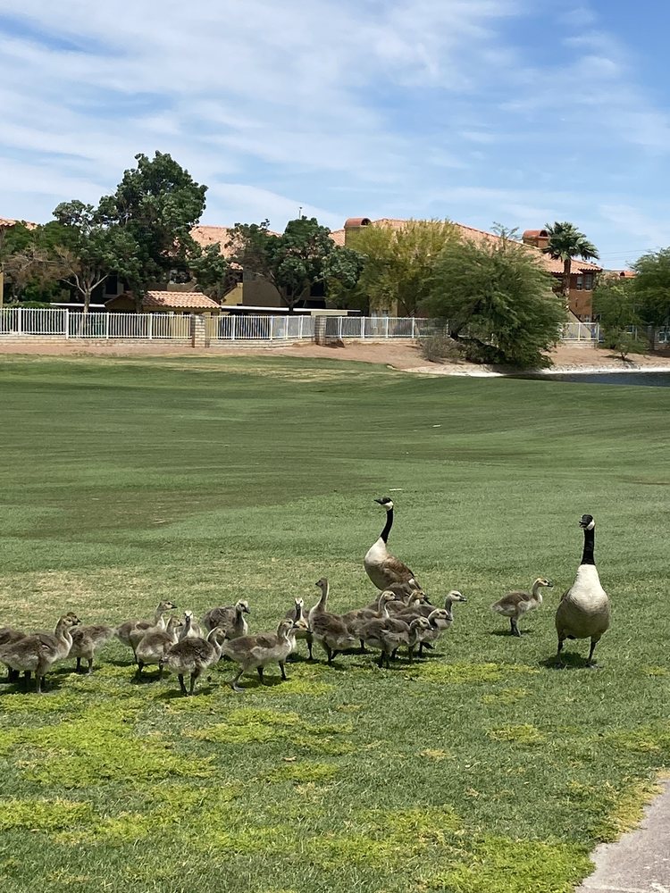 LEGACY GOLF CLUB 74 Photos & 93 Reviews 130 Par Excellence Dr