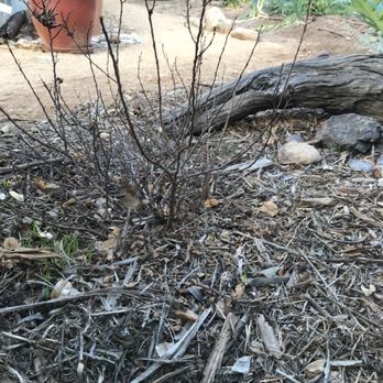Natural Aspect Gardenscape - Dead or wintering. I don't know. But this plant is at the entry of the yard. So not a good spot for a wintering plant. - Landscaping Near Me