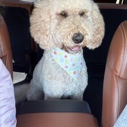 Paw Paw Patch - Charly my golden doodle after been groomed at paw paw grooming