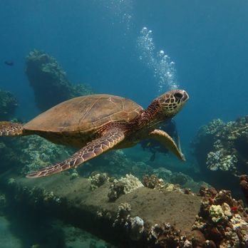 Banyan Tree Divers Maui - Scuba Diving Near Me - Lahaina, Hawaii