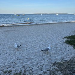 Les pieds dans l'eau - The "beggars"underneath our table :-)