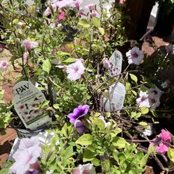 Elder's Ace Hardware - Hard-to-find Proven Winners 50% off