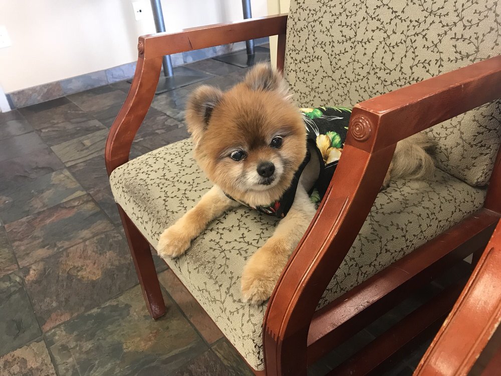YAKIMA VALLEY VETERINARY CLINIC Updated August 2024 17 Reviews