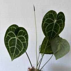The Plant Lady