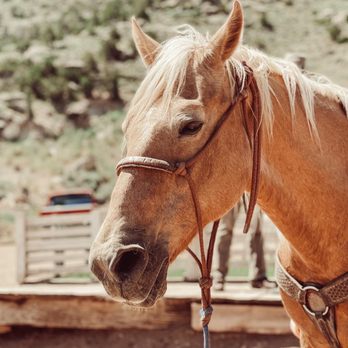 Cedar Mountain Trail Rides - Horseback Riding Near Me - Cody, Wyoming