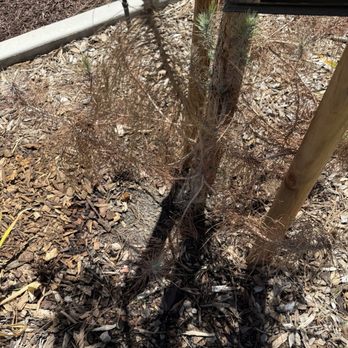 Elite Landscaping - Tree was planted too deep. We had to remove an extreme excess of bark and mulch from the base of the tree so it wasn't suffocating. - Landscaping Near Me Elite Landscaping - Tree was planted too deep. We had to remove an extreme excess of bark and mulch from the base of the tree so it wasn't suffocating. - Landscaping Near Me