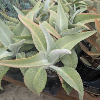 Home Grown Plants - Nurseries & Gardening Near Me - Farmersville, Texas
