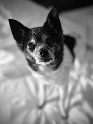 Green Valley Ranch Pet Center