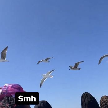 Harbor Breeze - People feeding seagulls instead of allowing us to enjoy the trip. - Boat Charters Near Me - Long Beach, California Harbor Breeze - People feeding seagulls instead of allowing us to enjoy the trip. - Boat Charters Near Me - Long Beach, California