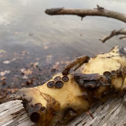 Haggetts Pond - Idk what this is someone lmk